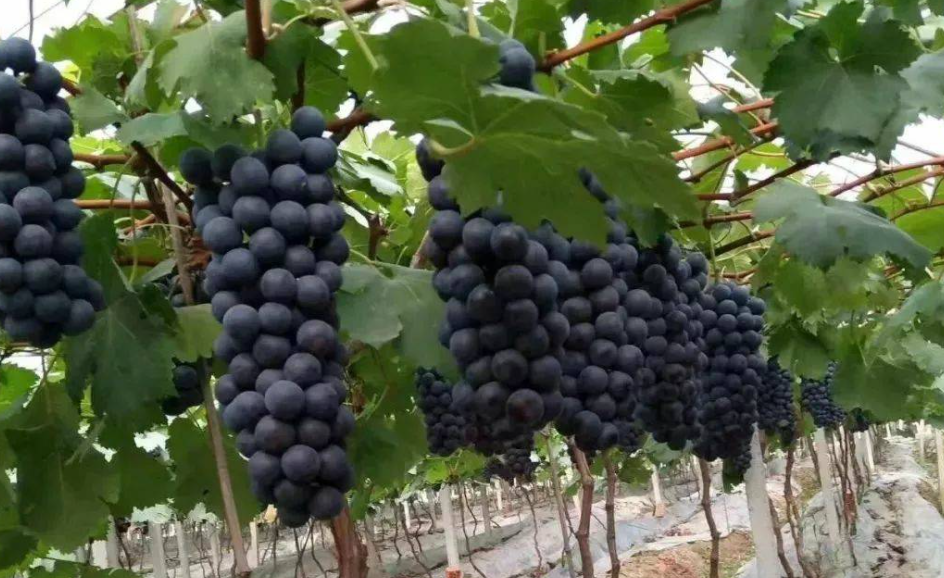 巨峰葡萄的产地