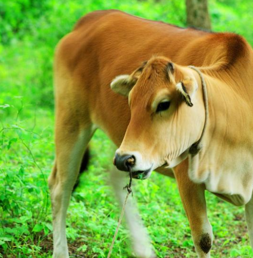 反刍动物有哪些