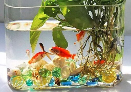 鱼缸的水可以浇花吗
