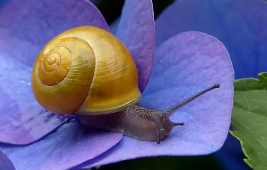 蜗牛爱吃什么