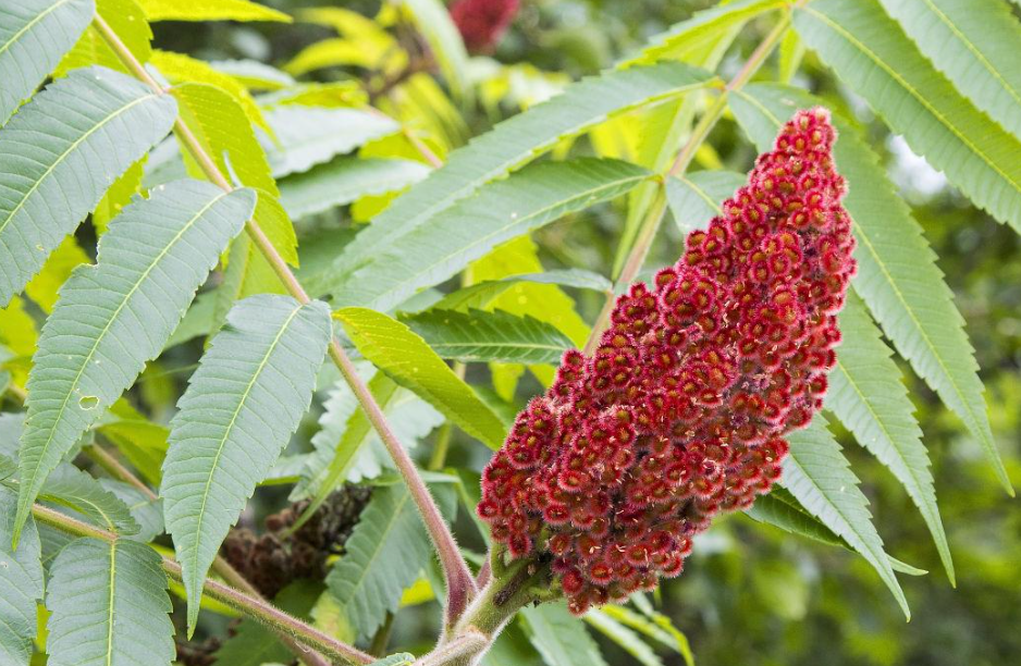 痒痒树的学名叫什么