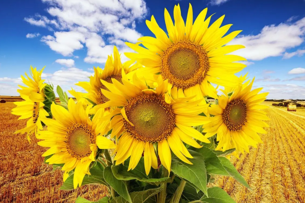 向日葵花语是什么意思