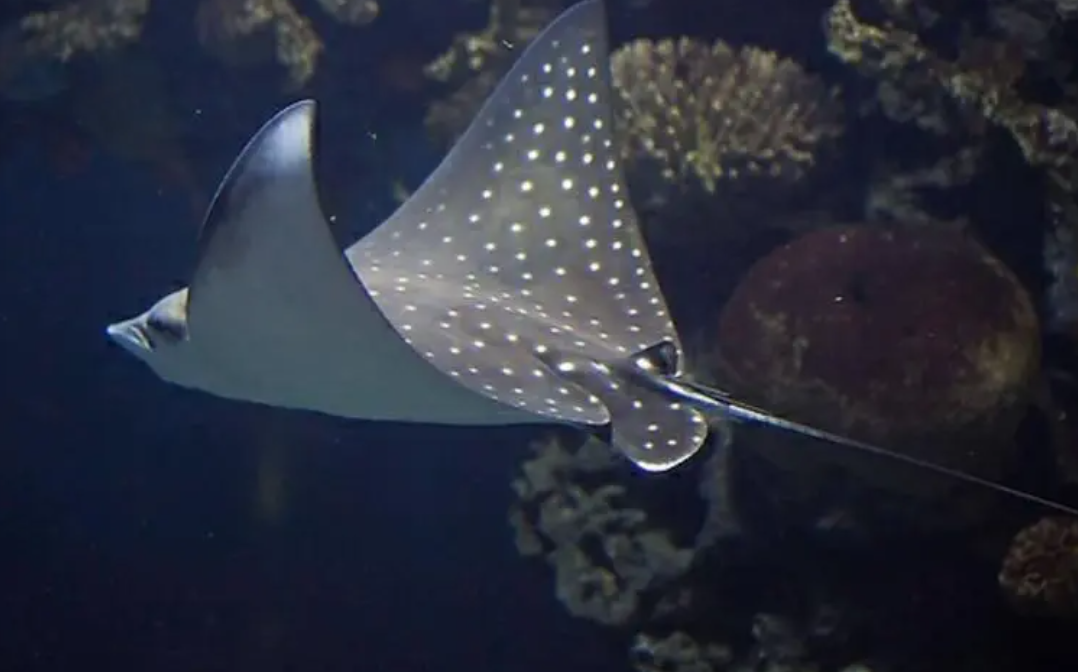 魔鬼鱼是什么鱼