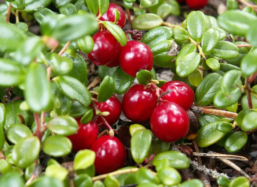 蔓越莓长在哪里