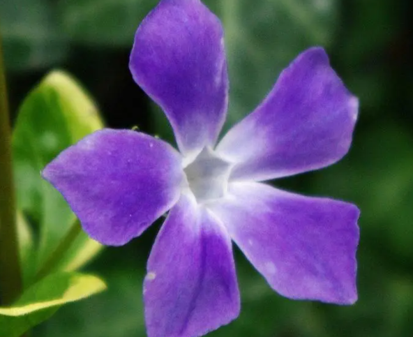 长春花换盆后要浇水吗