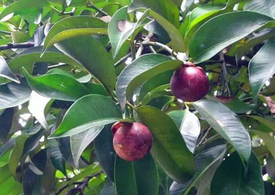 山竹长在土里还是树上