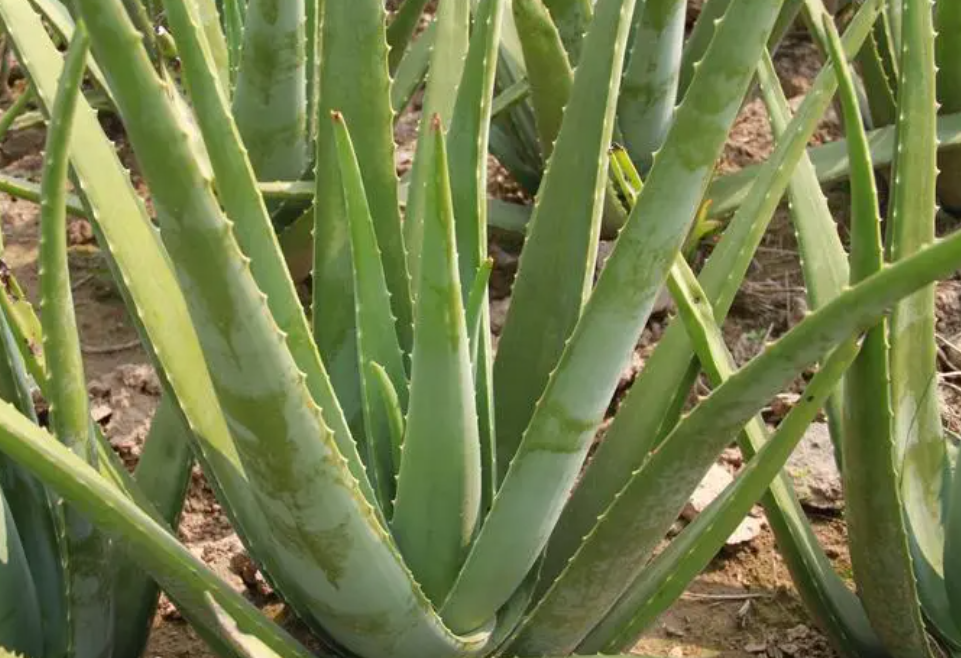 芦荟的功效治9种病