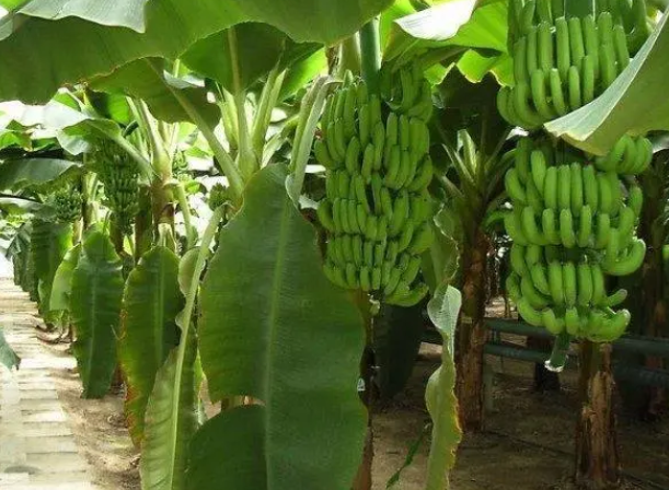 把香蕉种土里能结出香蕉吗