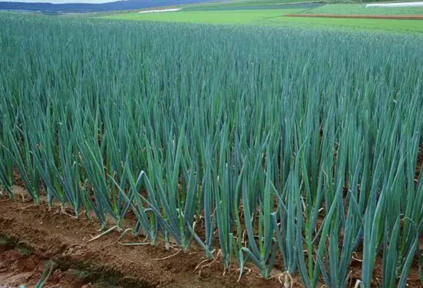 山东大葱种植技术