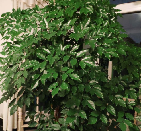 幸福树的养殖方法是什么呢