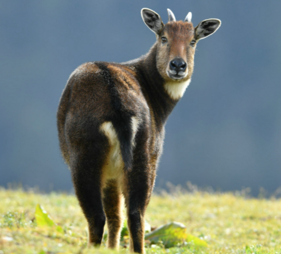 四不像是什么动物