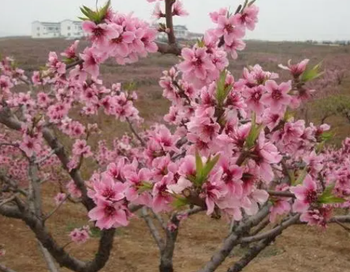 四大镇宅之树是什么呢