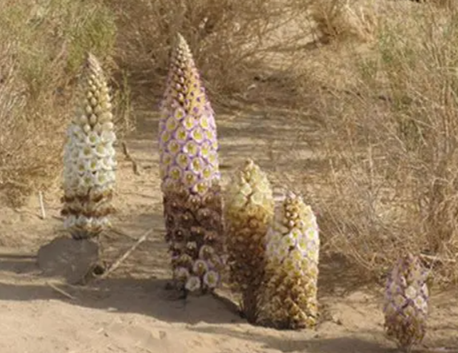 肉苁蓉的价格是多少