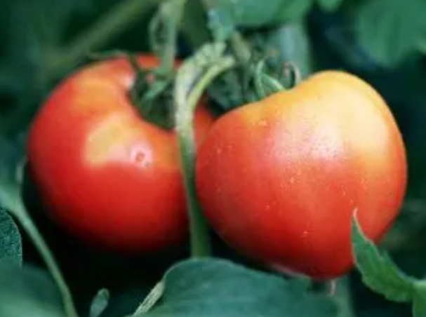 西红柿如何打叉掐尖