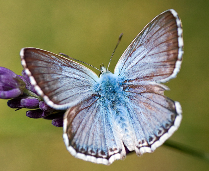 蝴蝶的特点是什么呢
