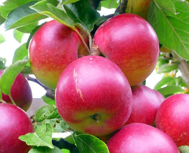 秋天有哪些水果成熟