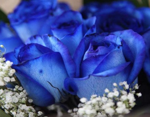 蓝色妖姬是什么花