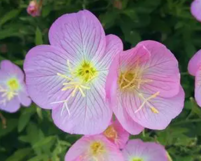 月见草种子怎么种植