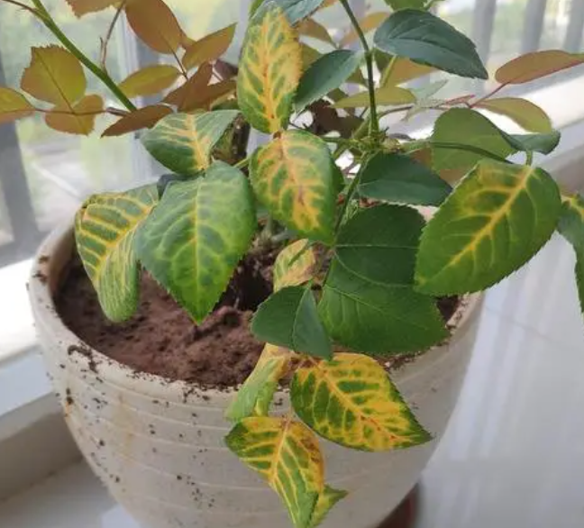 花叶子发黄怎么办