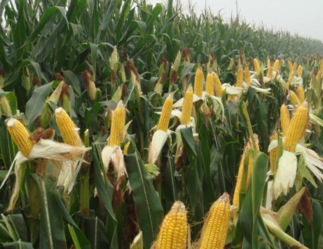 玉米亩产量是多少呢