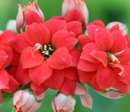 长寿花开完花怎么办