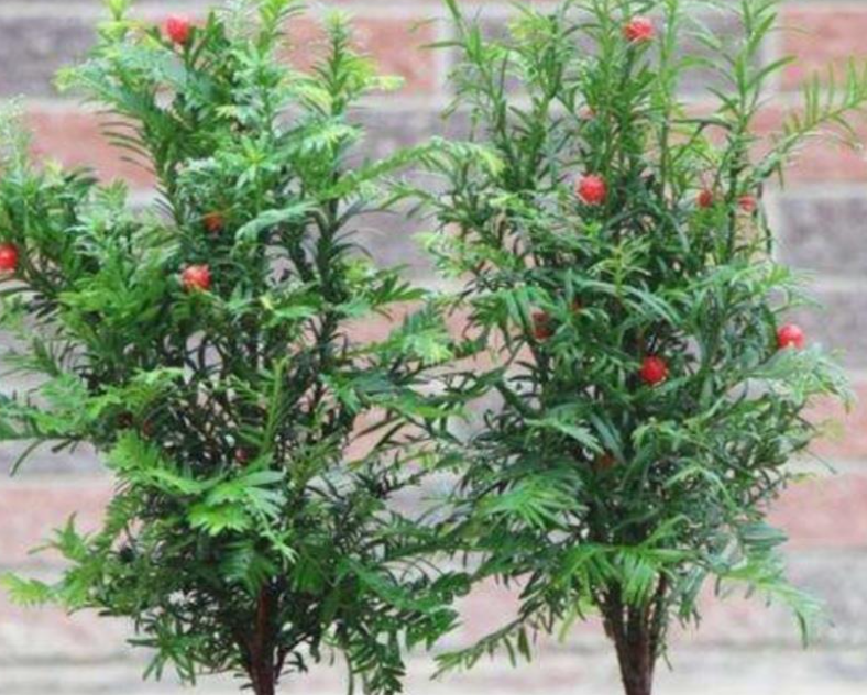 红豆杉盆景如何种植