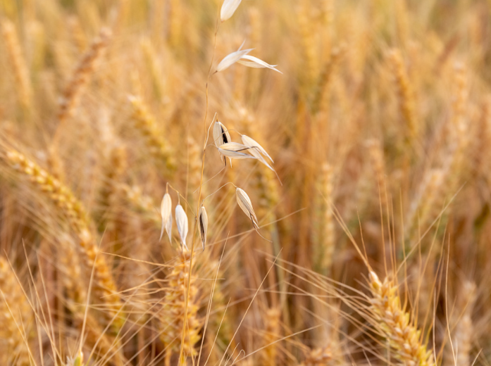 小麦脱粒机怎么样