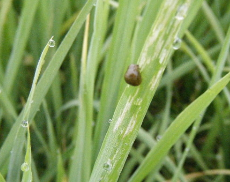 水稻负泥虫怎么办