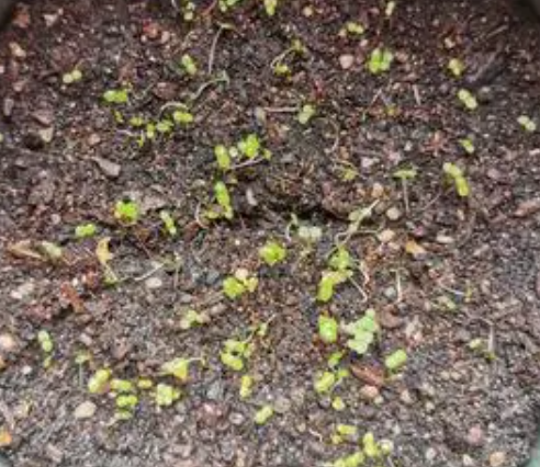 草莓发芽是什么样子呢