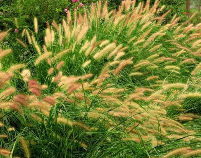 杂交狼尾草有什么优势