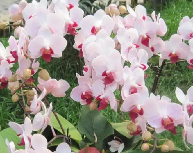 蝴蝶兰什么时候开花呢