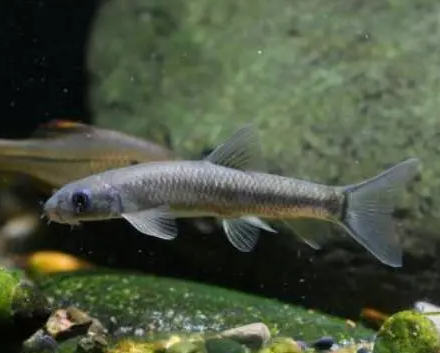 云南盘鮈鱼多少钱一斤