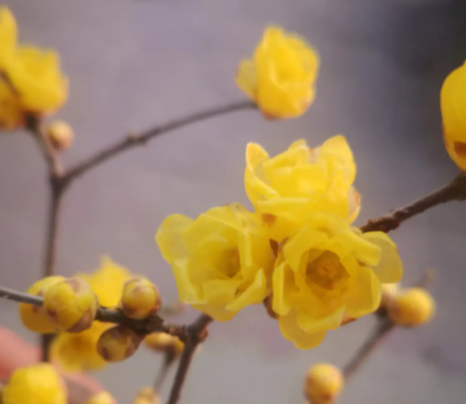 腊梅花功效是什么呢