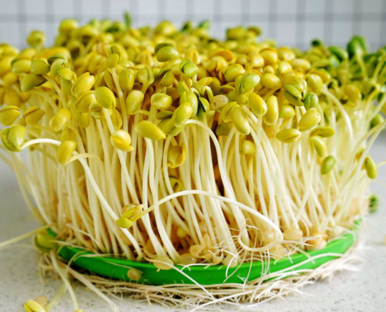 黄豆芽生长过程如何