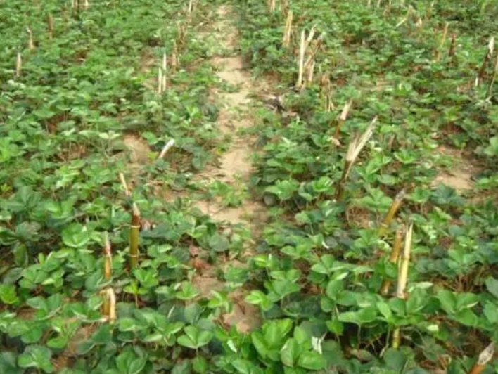 华南地区最大的草莓种苗繁育基地在哪里呢