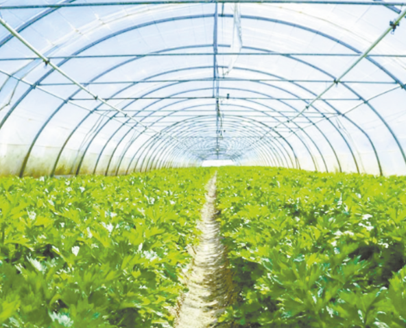 大棚蔬菜种植技术如何呢