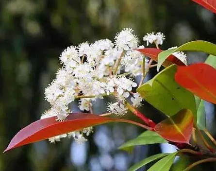 石楠花的味道是啥味道