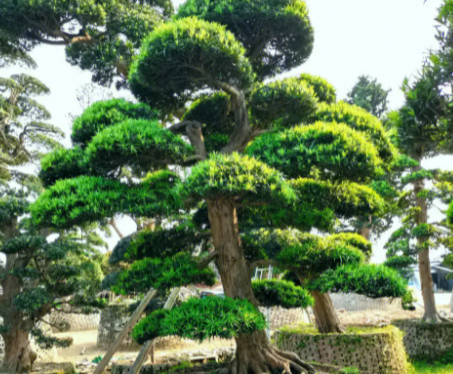 罗汉松的养殖方法是什么呢