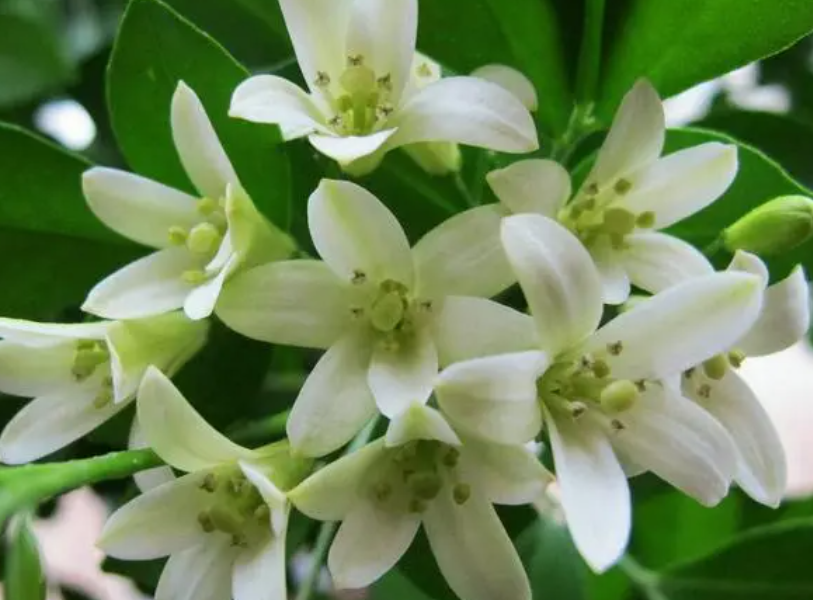 九里香什么时候开花