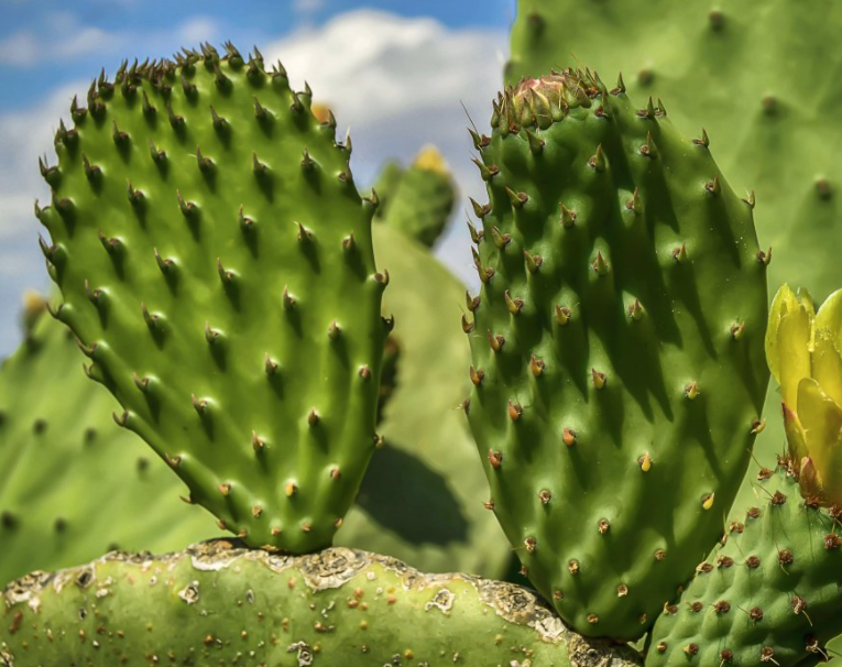 生命力顽强的植物有哪些呢