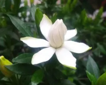 栀子花什么时候开