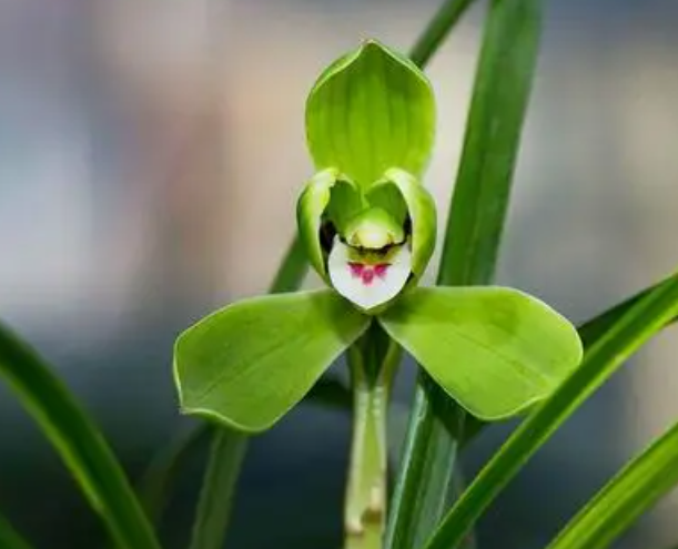 春兰象征了什么呢