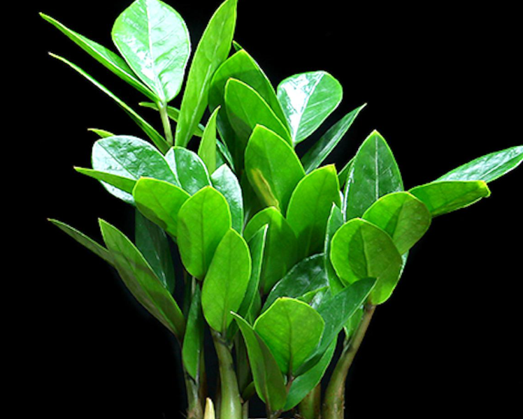 金钱树开花象征了什么呢