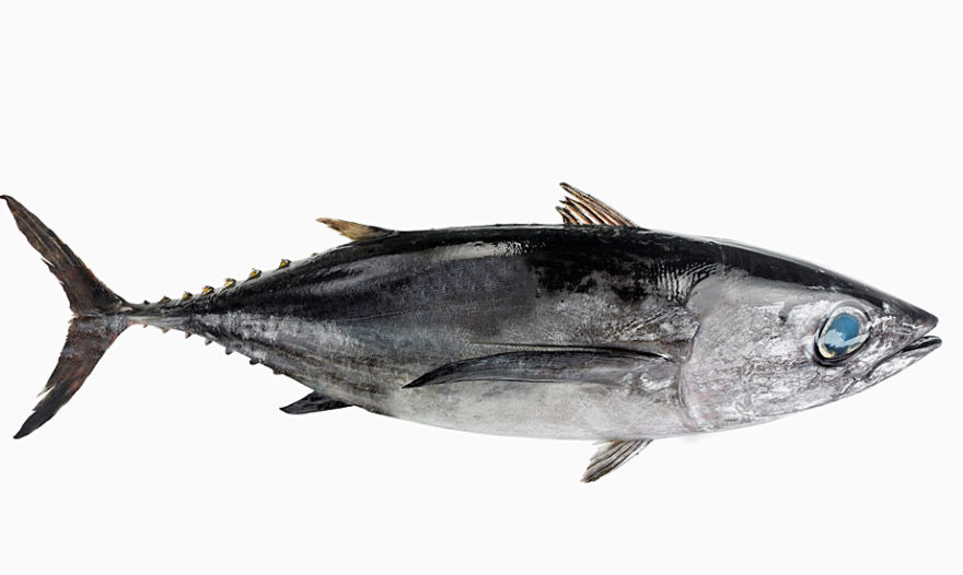 金枪鱼价格如何