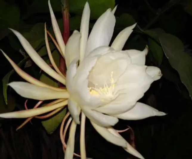 昙花的养殖方法是什么呢