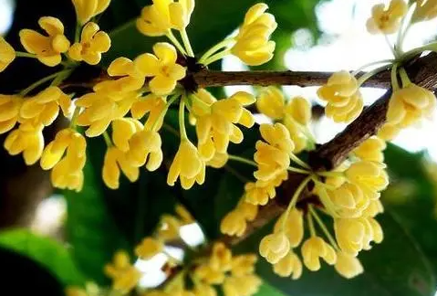 桂花树可以嫁接什么树
