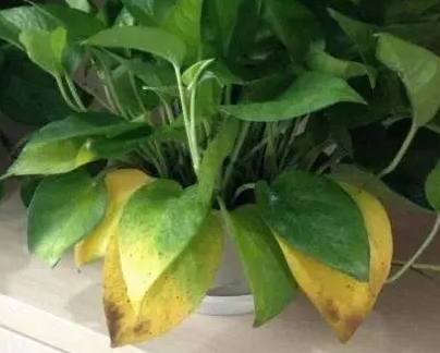 绿萝叶子发黄怎么回事