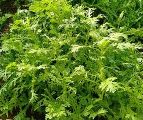 无公害蔬菜有什么优势呢