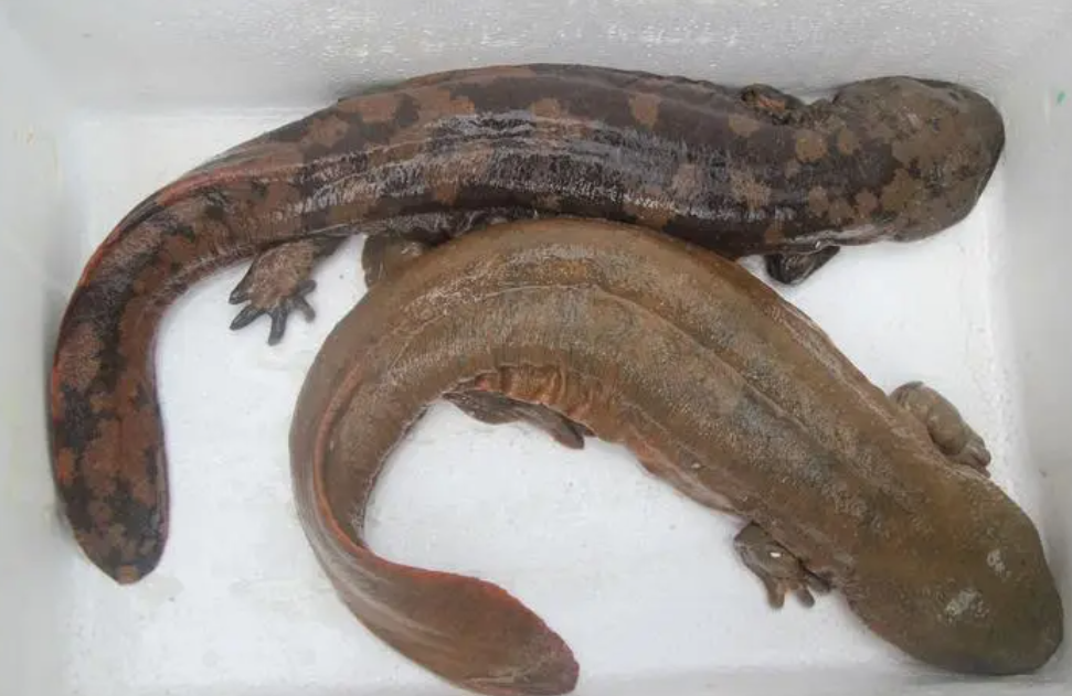 娃娃鱼如何养殖