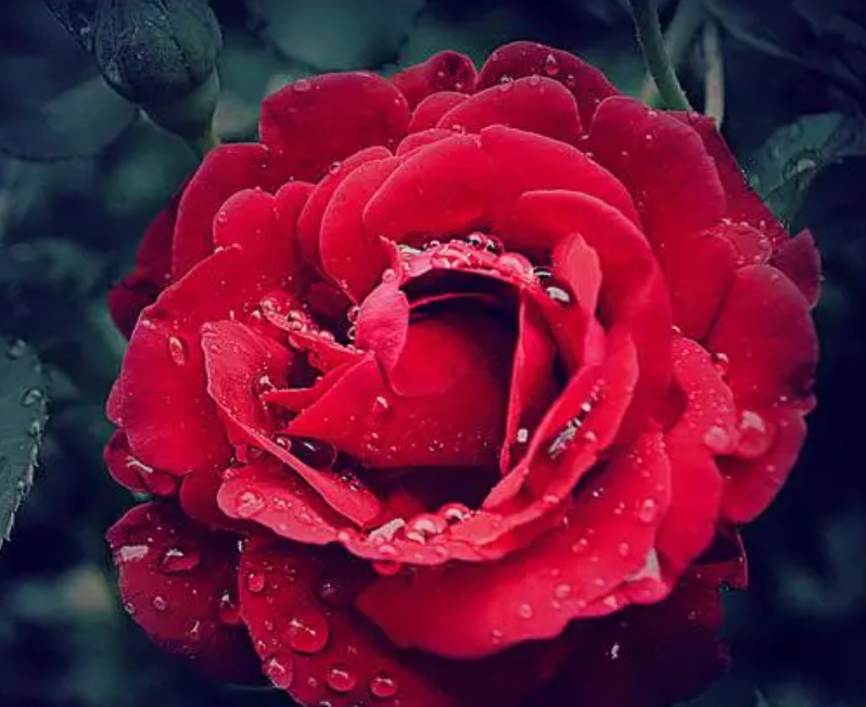 玫瑰花价格如何